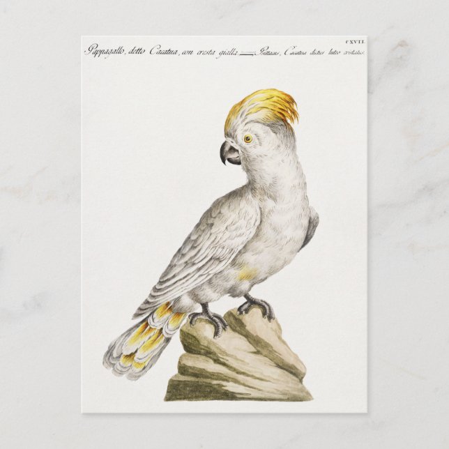 Cartão Postal Papagaio (Frente)