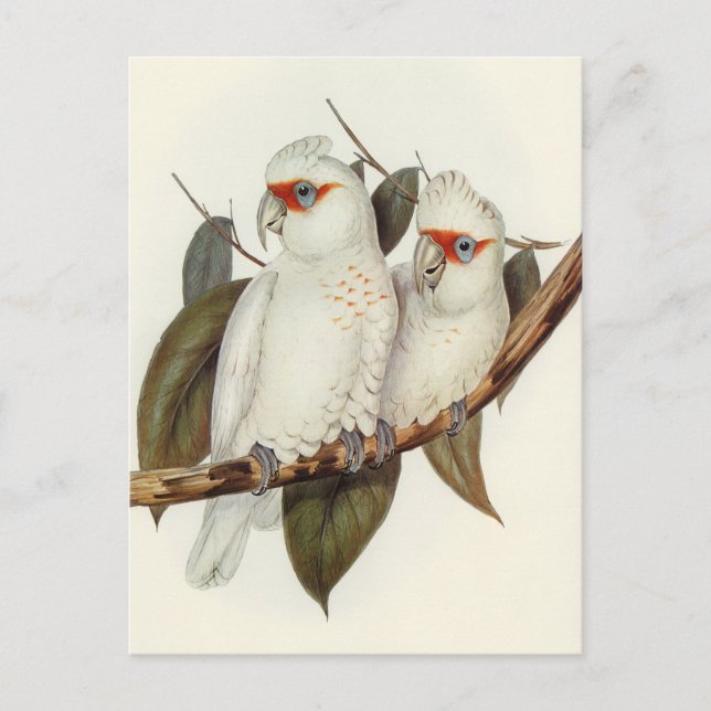 Cartão Postal Papagaio (Frente)