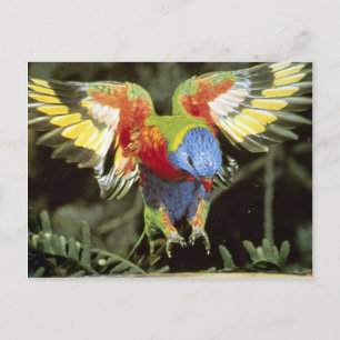 Cartão Postal Papagaio