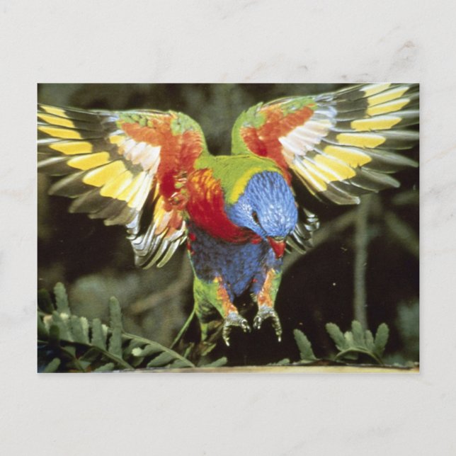 Cartão Postal Papagaio (Frente)