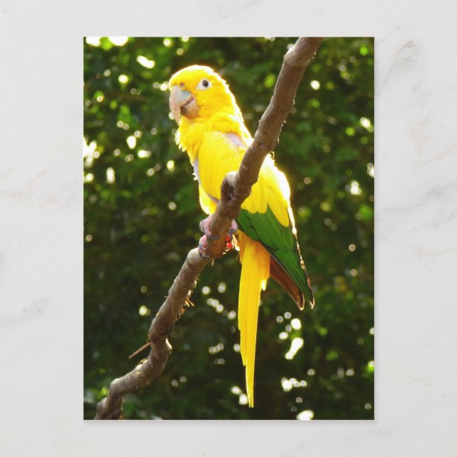 Cartão Postal Papagaio Amarelo (Frente)