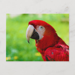 Cartão Postal Papagaio-Americano Ara Macao
