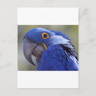 Cartão Postal Papagaio Azul