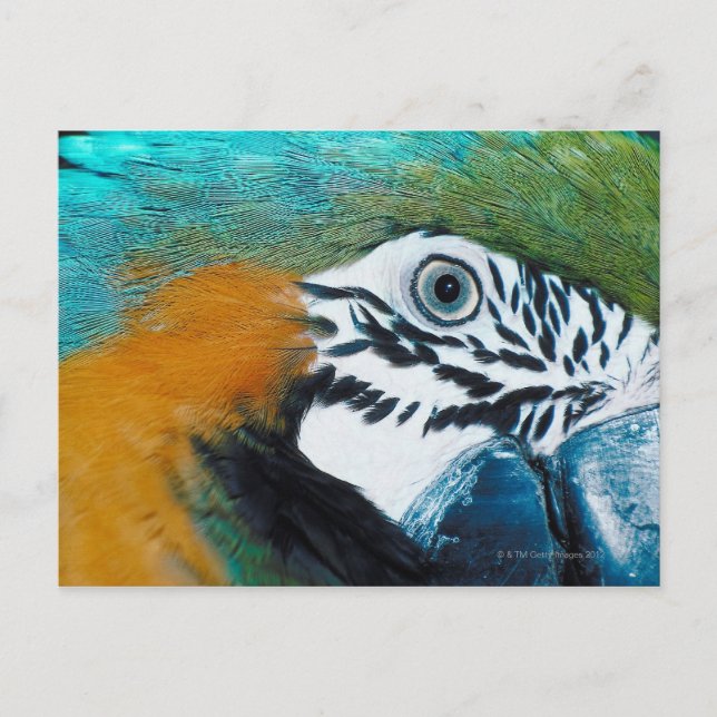 Cartão Postal Papagaio Azul (Frente)