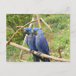 Cartão Postal Papagaio Azul