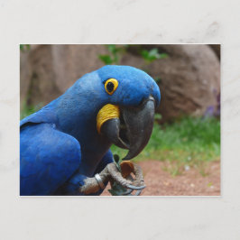 Cartão Postal papagaio blauaras