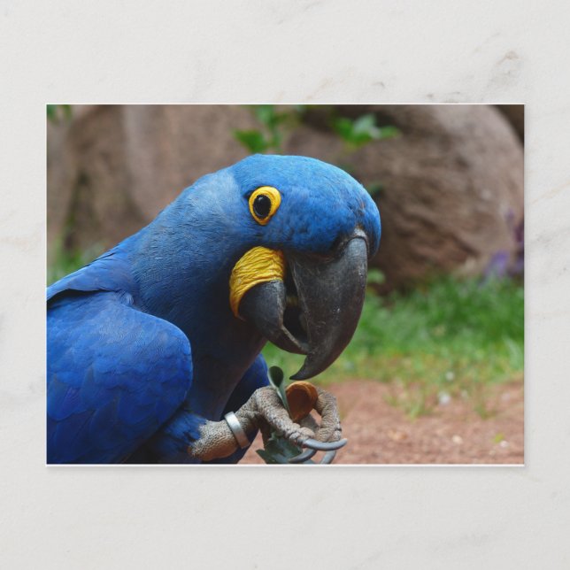 Cartão Postal papagaio blauaras (Frente)