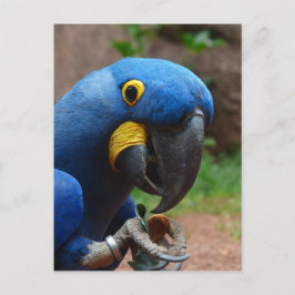Cartão Postal papagaio blauaras