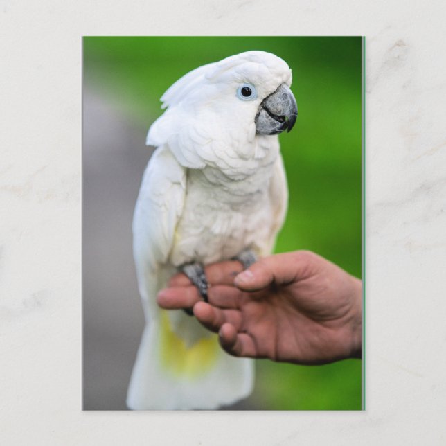 Cartão Postal Papagaio Branco Cacatua (Frente)