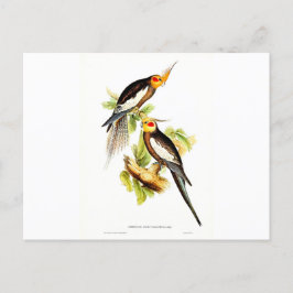 Cartão Postal Papagaio Cacatua