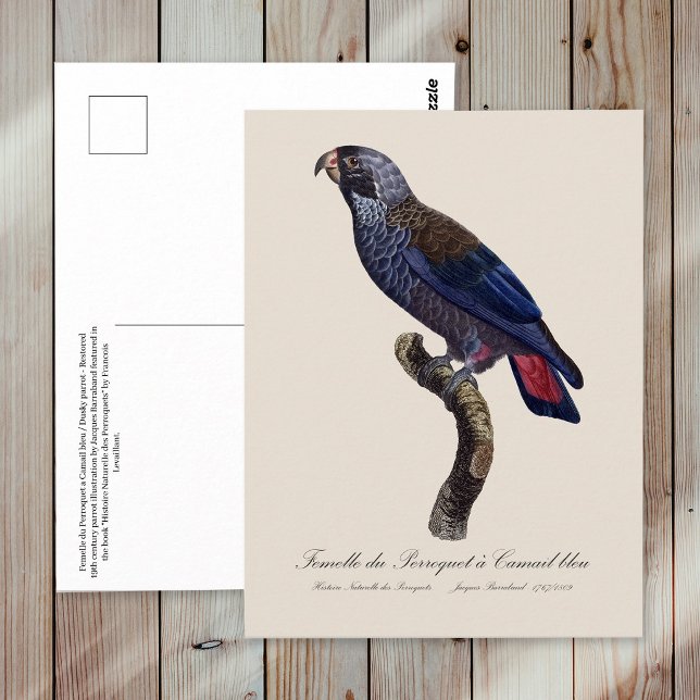 Cartão Postal Papagaio-chumbo, Pionus fuscus (Dusky Parrot or Dusky Pionus, Pionus fuscus. Postcard)