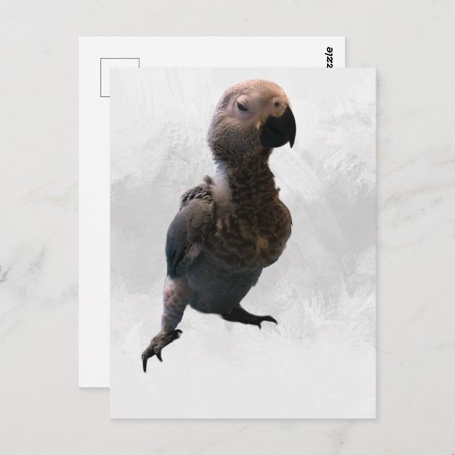 Cartão Postal Papagaio-cinza africano, Cartão-postal (Frente/Verso)