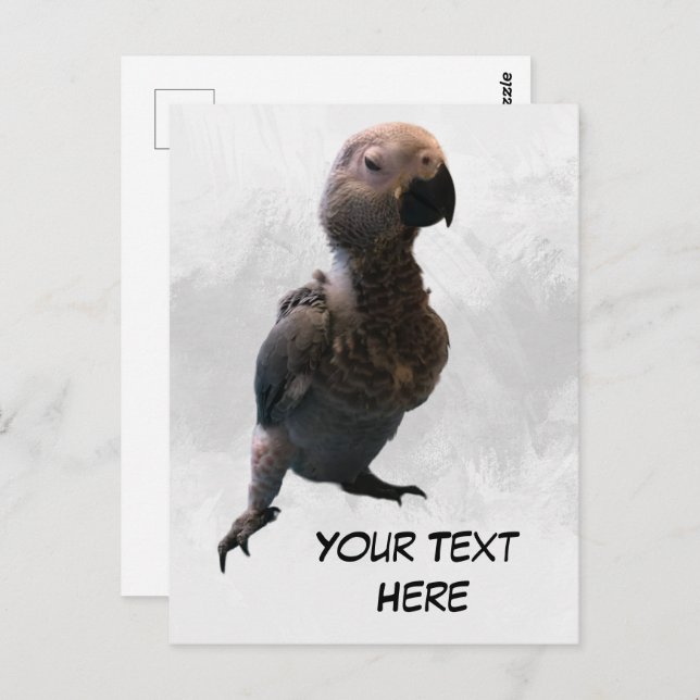 Cartão Postal Papagaio-cinza africano, Cartão-postal (Frente/Verso)