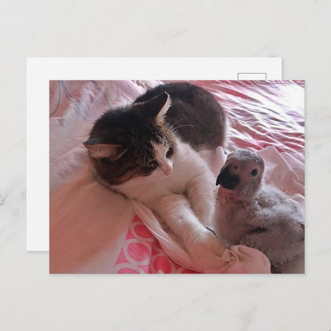 Cartão Postal Papagaio-cinza africano e gato, Cartão-postal (Frente/Verso)