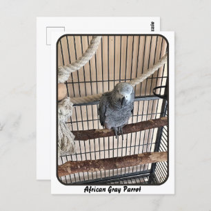 Cartão Postal Papagaio-Cinza africano, Posto-Passagem