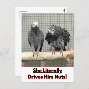 Cartão Postal Papagaio-Cinza africano, Posto-Passagem