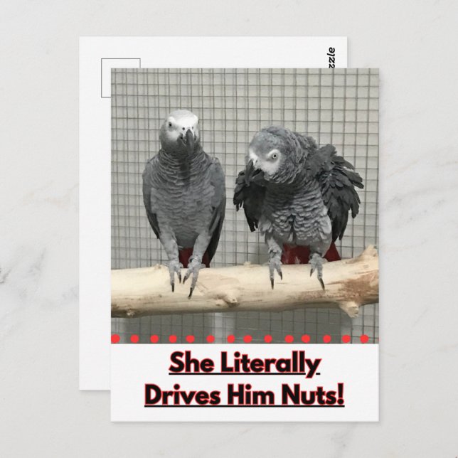 Cartão Postal Papagaio-Cinza africano, Posto-Passagem (Frente/Verso)