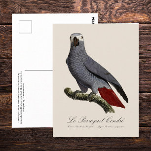 Cartão Postal Papagaio cinzento africano, Psittacus erithacus, v