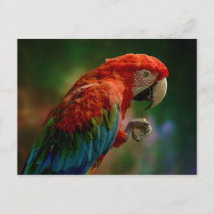 Cartão Postal Papagaio Colorido