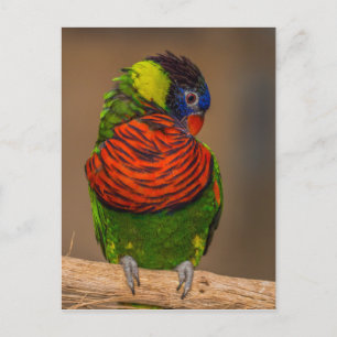 Cartão Postal Papagaio-colorido