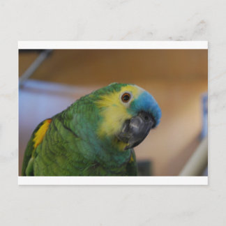Cartão Postal Papagaio curioso