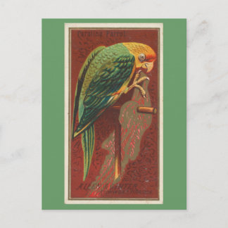 Cartão Postal Papagaio da Carolina