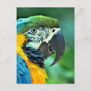 Cartão Postal Papagaio-de-arara colorido
