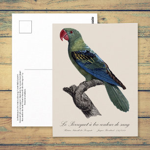 Cartão Postal Papagaio-de-bico-largo, Tanygnathus megalorynchos