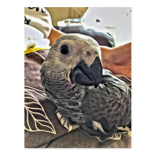 Cartoes Postais Papagaio Cinzento Zazzle Com Br