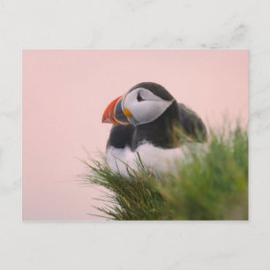 Cartão Postal Papagaio-do-mar (Fratercula arctica)