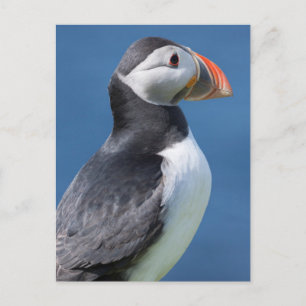 Cartão Postal Papagaio-do-mar (Fratercula Arctica) no penhasco