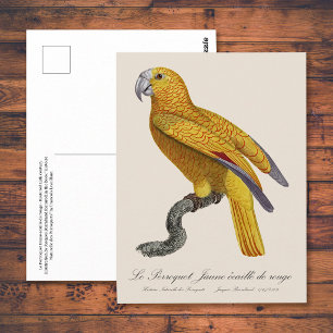 Cartão Postal Papagaio do Paraíso de Cuba, Psittacus Paradisi