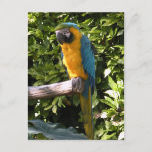 Cartão Postal Papagaio no Zoológico de Birmingham