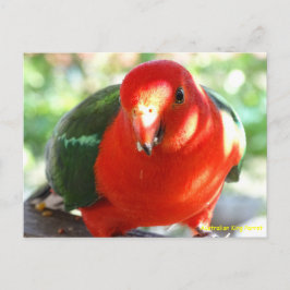 Cartão Postal Papagaio-rei australiano