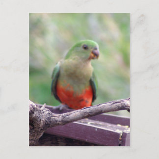 Cartão Postal Papagaio-rei fêmea