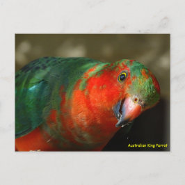 Cartão Postal Papagaio Rei Juvenil Australiano Macho