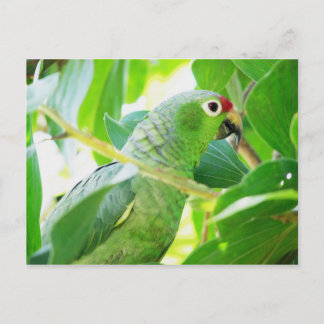 Cartão Postal Papagaio, Rio Chagres, Panamá