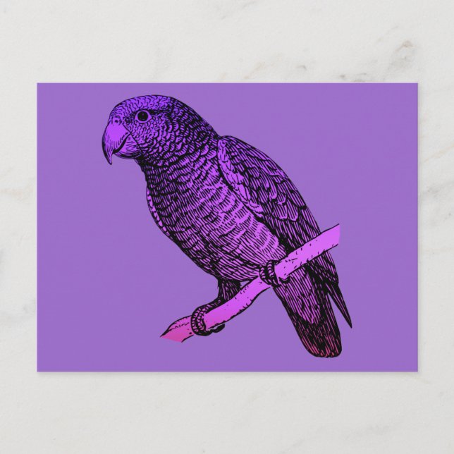 Cartão Postal Papagaio Roxo (Frente)