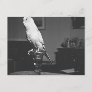 Cartão Postal Papagaio sentado no candlestick B&W