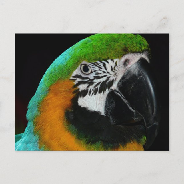 Cartão Postal Papagaio Verde Colorido (Frente)