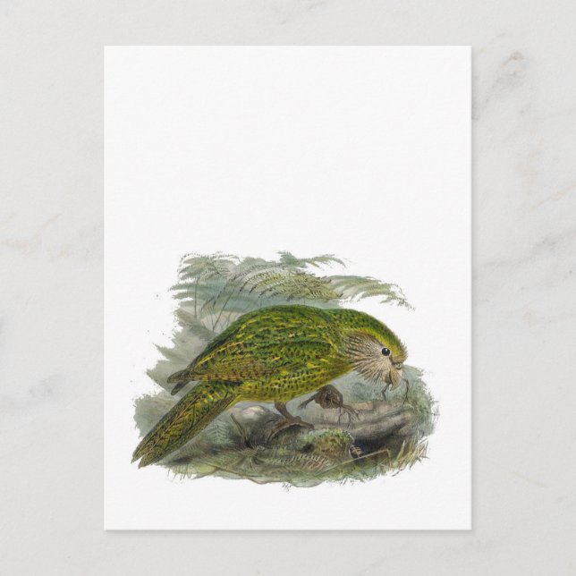 Cartão Postal Papagaio Verde Kakapo, Ilustração Rara de Aves (Frente)