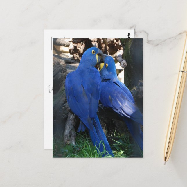 cartão postal _ papagaios (Frente/Verso In Situ)