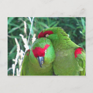 Cartão Postal Papagaios