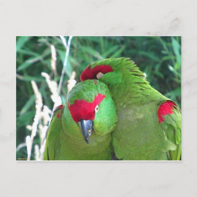 Cartão Postal Papagaios (Frente)