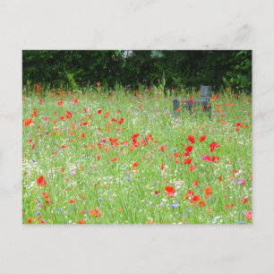 Cartão Postal Papagaios de Flores Selvagens Bench DIY