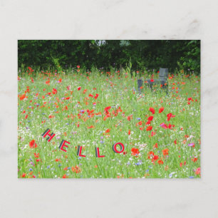 Cartão Postal Papagaios de Flores Selvagens Bench HELLO