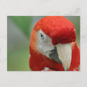Cartão Postal Papagaios do Caribe
