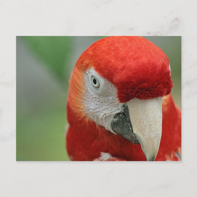 Cartão Postal Papagaios do Caribe (Frente)