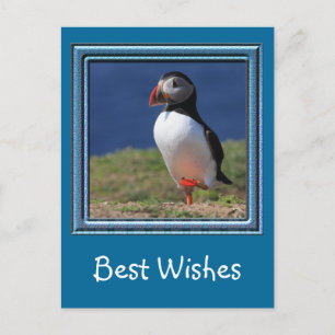 Cartão Postal Papagaios-do-mar da Ilha de Skomer