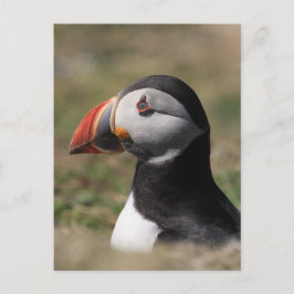 Cartão Postal Papagaios-do-mar da Ilha de Skomer